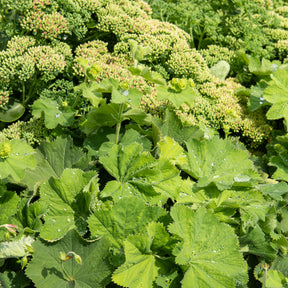 Zachte vrouwenmantel Thriller - Alchemille mollis Thriller - Willemse