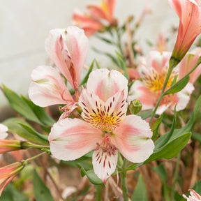 Incalelie - Alstroemeria Hertog van Anjou Jean - Alstroemeria Duc d'Anjou Jean - Willemse