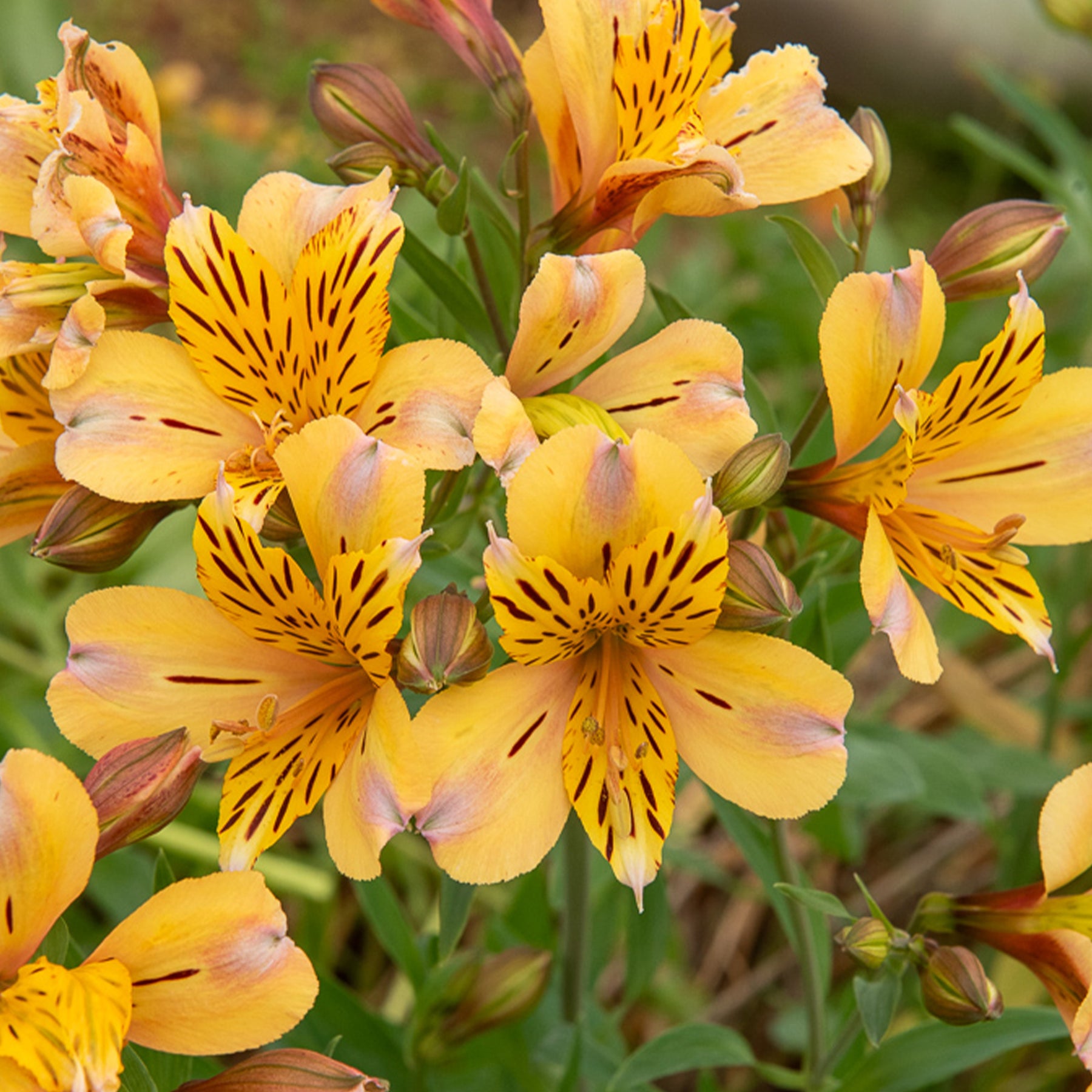 Incalelie - Alstroemeria Hertog van Anjou Nicolas - Alstroemeria Duc d'Anjou Nicolas - Willemse