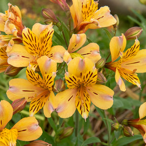 Incalelie - Alstroemeria Hertog van Anjou Nicolas - Alstroemeria Duc d'Anjou Nicolas - Willemse