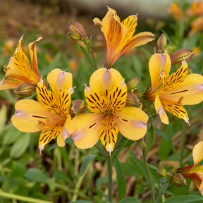 Incalelie - Alstroemeria Hertog van Anjou Nicolas - Willemse