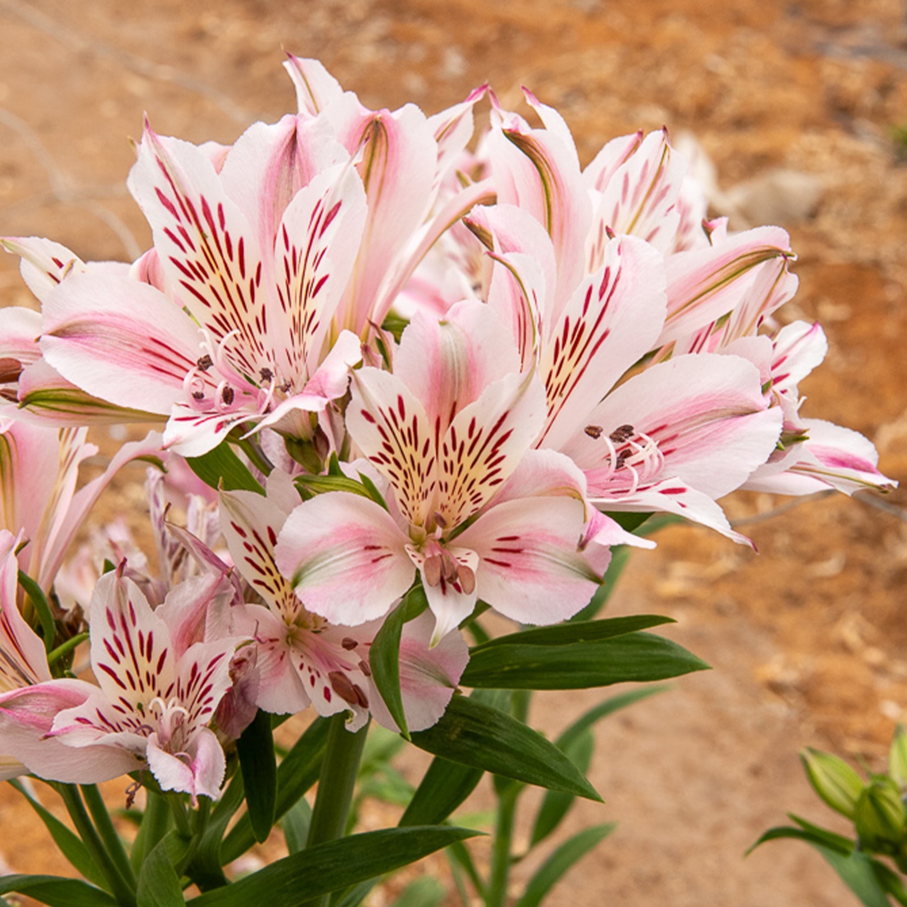 Incalelie - Alstroemeria Hertog van Anjou Béatrice - Alstroemeria Duchesse d'Anjou Béatrice - Willemse