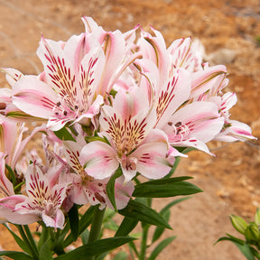 Incalelie - Alstroemeria Hertog van Anjou Béatrice - Alstroemeria Duchesse d'Anjou Béatrice - Willemse