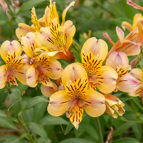 Incalelie - Alstroemeria Majestic Layon - Alstroemeria Majestic Layon - Willemse