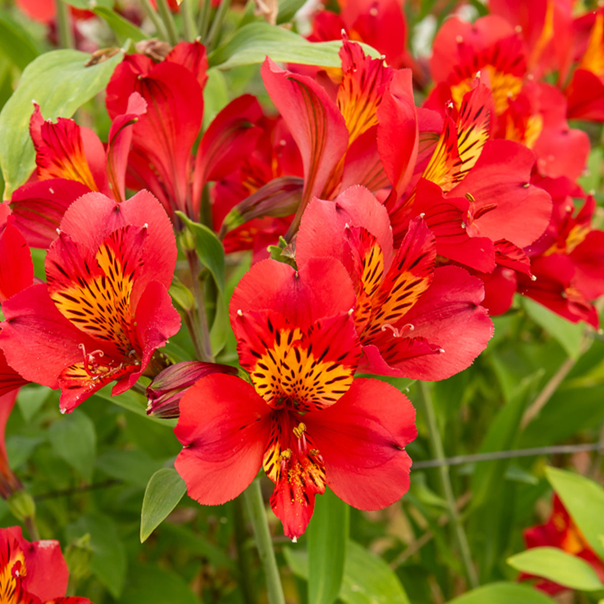 Incalelie - Alstroemeria Majestic Liré - Alstroemeria Majestic Liré - Willemse