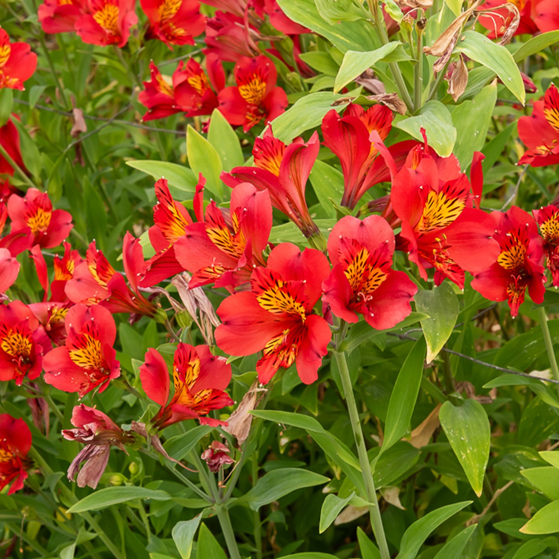 Incalelie - Alstroemeria Majestic Liré - Willemse