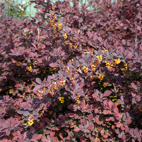 Berberis Superba - Willemse