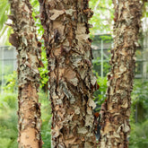 Zwarte berk - Willemse