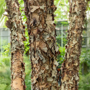 Zwarte berk - Willemse