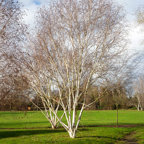 Betula utilis jaquemontii Doorenbos - Himalayaberk Doorenbos - Berk