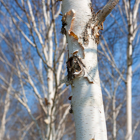 Himalayaberk Doorenbos - Betula utilis jaquemontii Doorenbos - Willemse