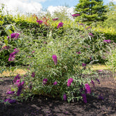 Dwergvlinderstruik Nanho Purple - Buddleja davidii Nanho Purple - Willemse