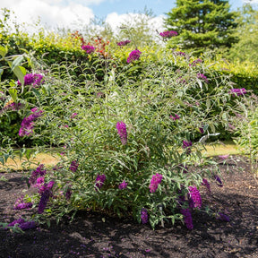 Dwergvlinderstruik Nanho Purple - Buddleja davidii Nanho Purple - Willemse