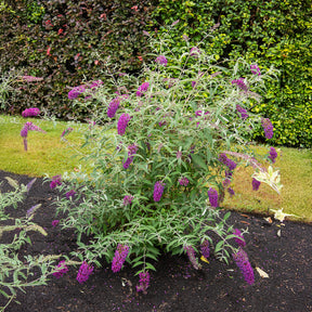 Dwergvlinderstruik Nanho Purple - Willemse
