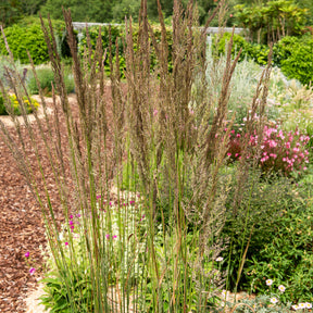Verkoop Struisriet 'Karl Foerster' - Calamagrostis x acutiflora Karl Foerster