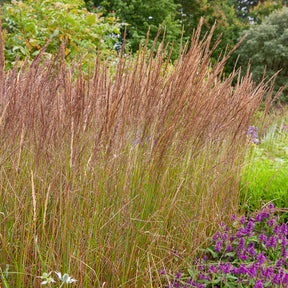 Verkoop Struisriet 'Karl Foerster'