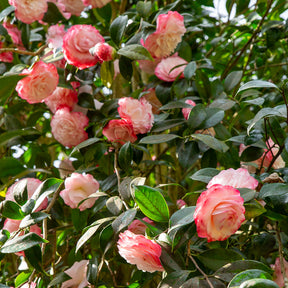 Japanse camelia Nuccios Pearl - Willemse