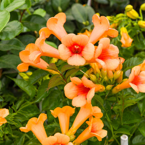 Trompetbloem Indian Summer® - Campsis tagliabuana Indian Summer ® - Willemse