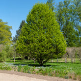 Zuilvormige haagbeuk - Willemse