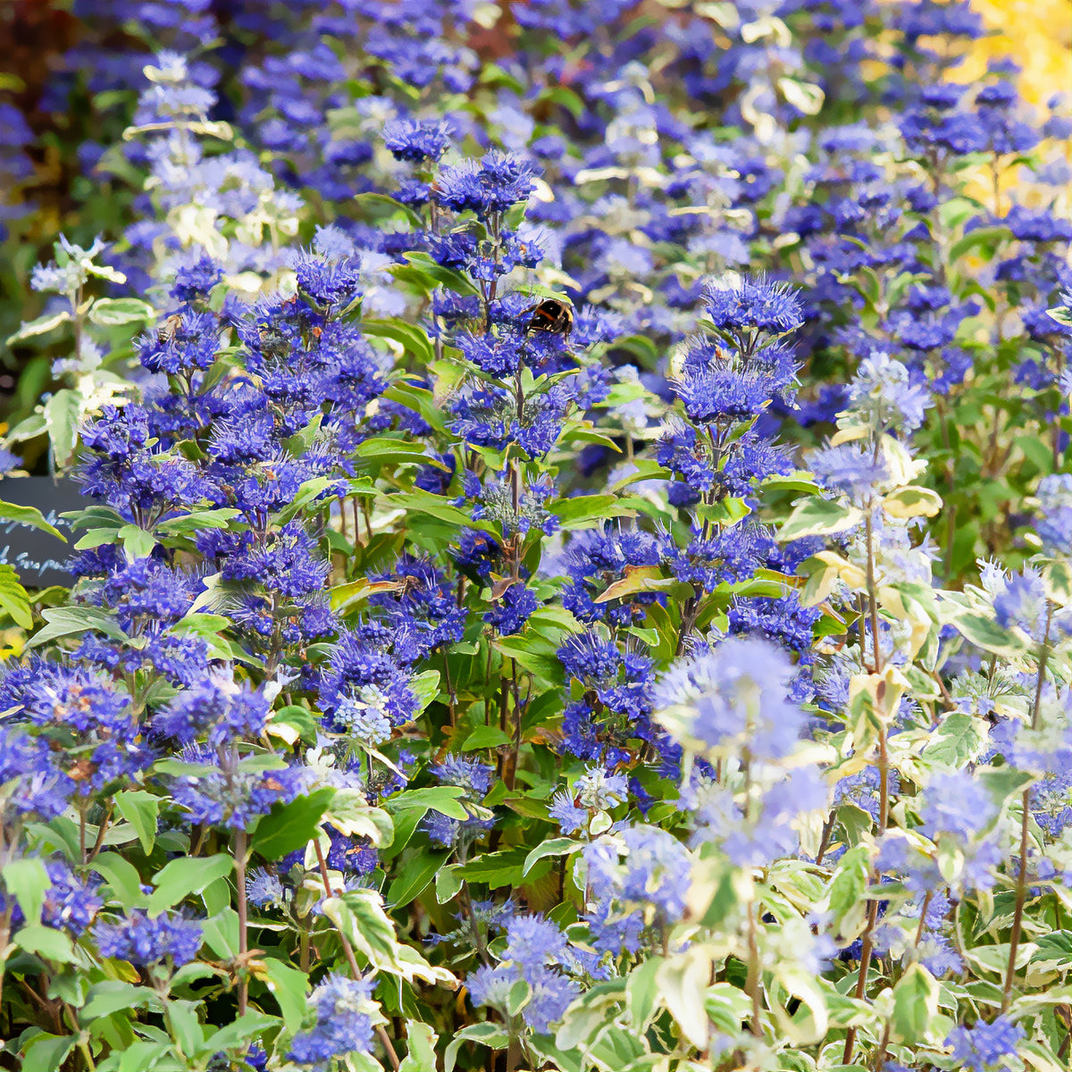 Caryopteris - Blauwe spirea Grand Bleu® Inoveris - Caryopteris clandonensis Grand Bleu ® Inoveris