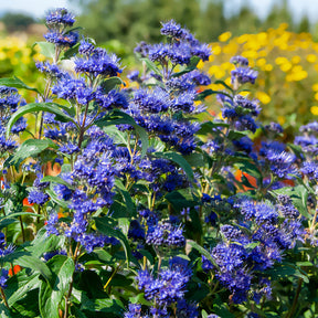 Blauwe spirea Grand Bleu® Inoveris - Willemse