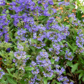 Blauwe spirea Grand Bleu® Inoveris - Caryopteris clandonensis Grand Bleu ® Inoveris - Willemse