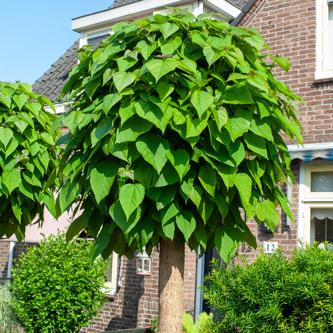 Bolcatalpa - Catalpa bignonioides Nana - Willemse