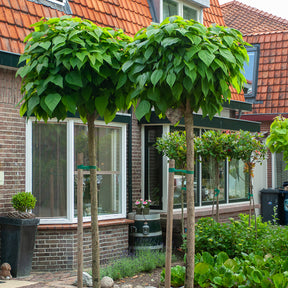 Bolcatalpa - Willemse