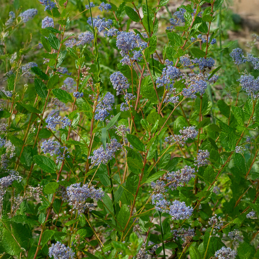 Amerikaanse sering Automnal Blue - Ceanothus Autumnal Blue - Willemse