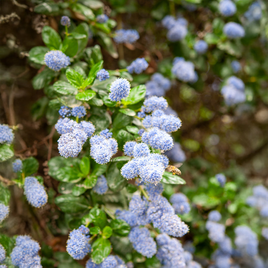 Amerikaanse sering Yankee Point - Ceanothus griseus Yankee Point - Willemse