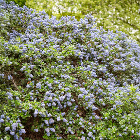 Ceanothus griseus Yankee Point - Amerikaanse sering Yankee Point - Ceanothus - Californische sering