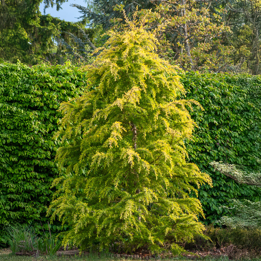 Himalaya ceder Golden Horizon - Cedrus deodara Golden Horizon - Willemse