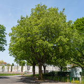 Provence netelboom - Willemse