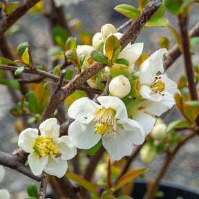 Japanse kwee Nivalis - Chaenomeles speciosa Nivalis - Willemse