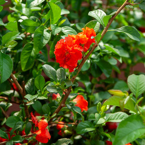 Japanse kwee Orange Storm - Willemse