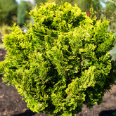 Hinoki-cipres Aurora - Willemse