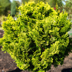 Hinoki-cipres Aurora - Willemse