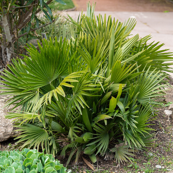 Palmen - Dwergpalm Vulcano - Chamaerops humilis Vulcano 