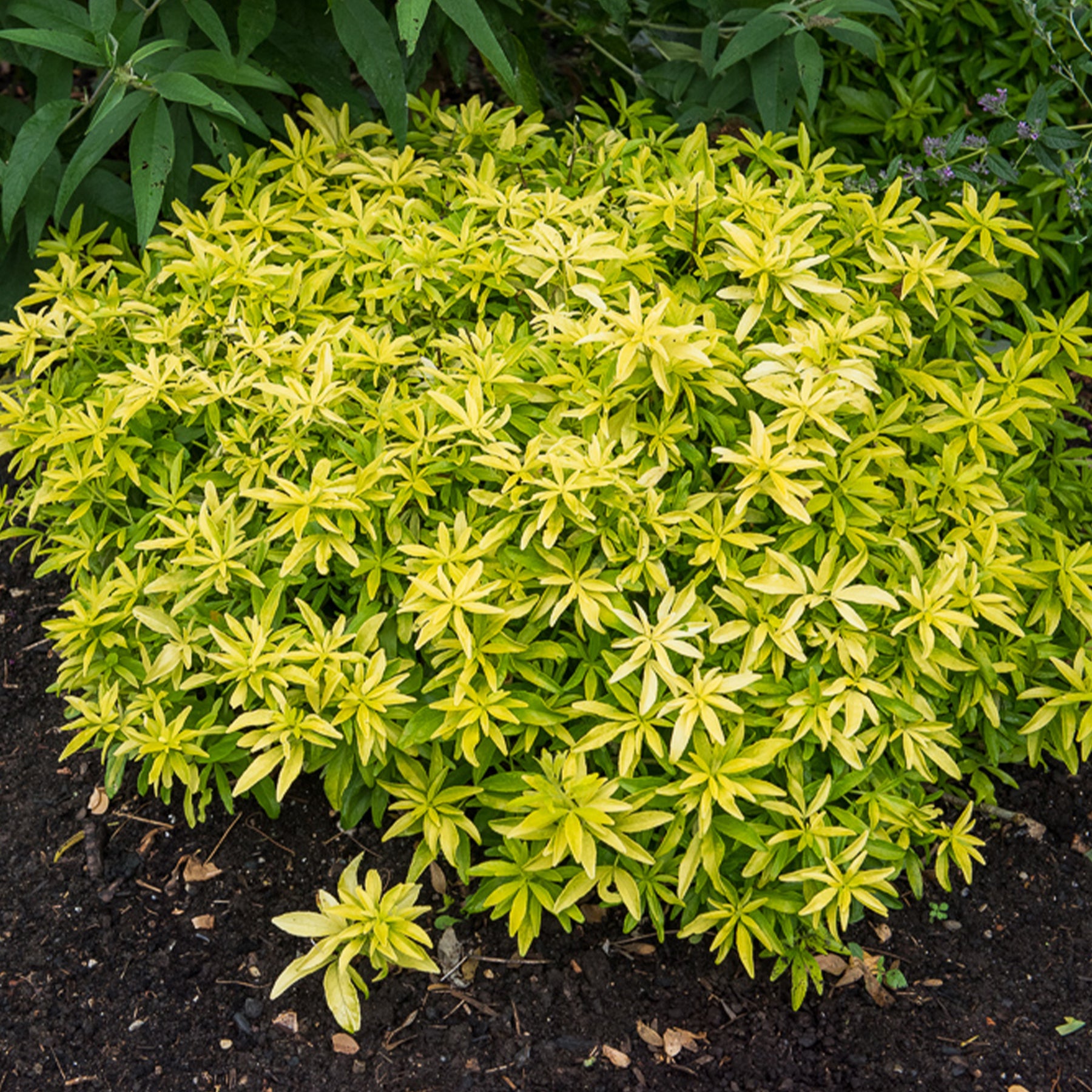 Mexicaanse oranjebloesem Goldfinger® - Choisya ternata Goldfinger ® - Willemse