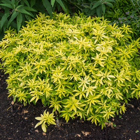 Mexicaanse oranjebloesem Goldfinger® - Choisya ternata Goldfinger ® - Willemse