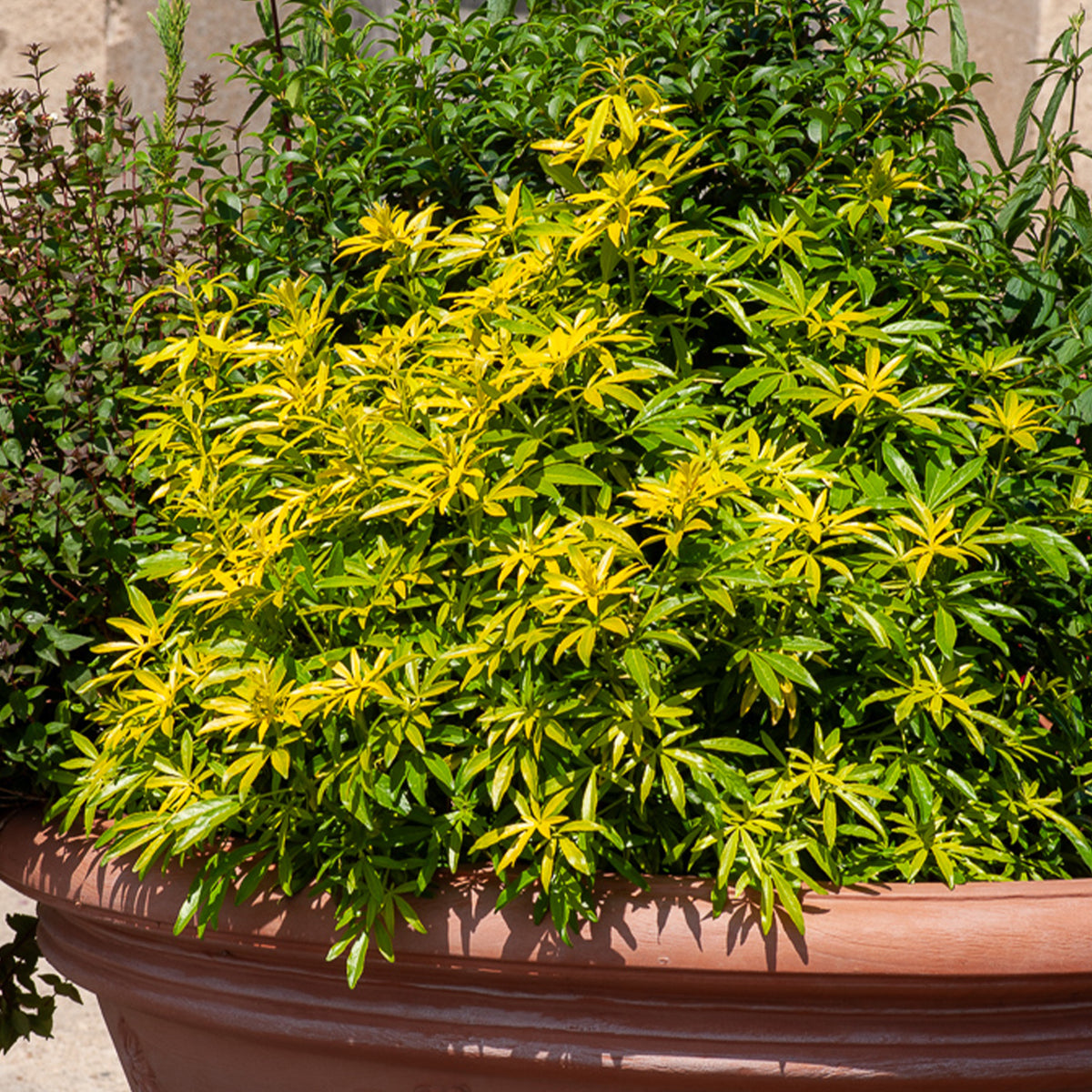 Mexicaanse oranjebloesem Goldfinger® - Willemse