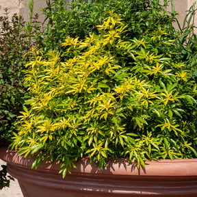 Mexicaanse oranjebloesem Goldfinger® - Willemse