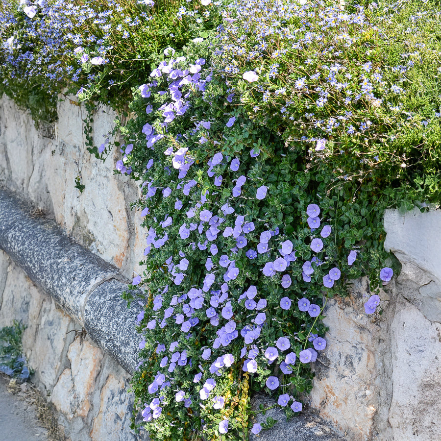 Mauritaanse winde - Willemse