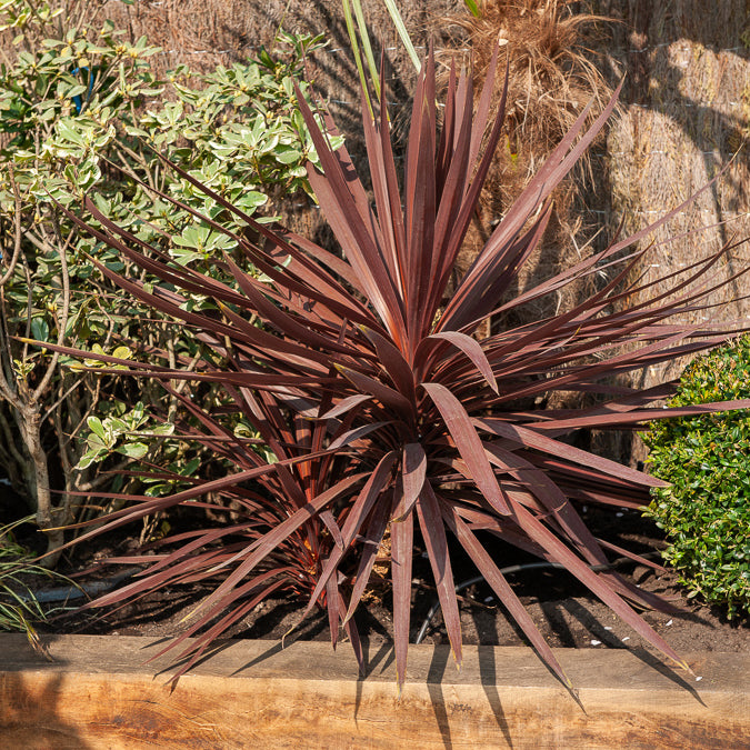 Australische cordyline Burgundy Spire® - Willemse