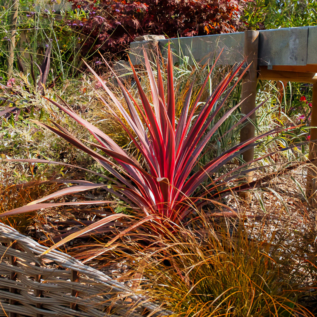 Cordyline australis Pink Passion® - Australische cordyline Pink Passion® - Cordyline