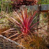 Cordyline australis Pink Passion® - Australische cordyline Pink Passion® - Cordyline