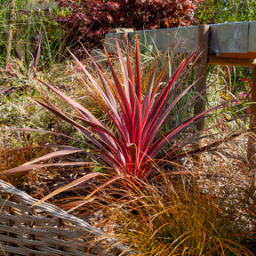 Cordyline australis Pink Passion® - Australische cordyline Pink Passion® - Cordyline