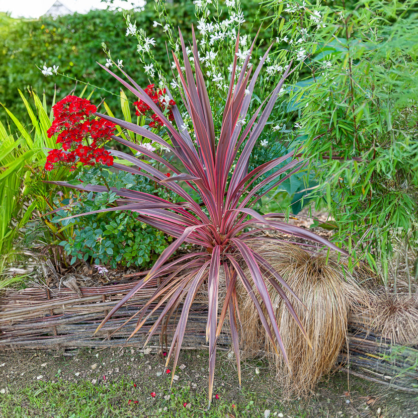 Australische cordyline Pink Passion® - Willemse