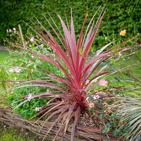 Australische cordyline Pink Passion® - Cordyline australis Pink Passion® - Willemse