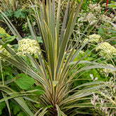 Australische cordyline Torbay Dazzler® - Cordyline australis Torbay Dazzler® - Willemse